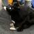 1 and 1/2 month old kitten looking for a home 4 thumbnail
