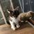 Cat cats kittens 5 thumbnail