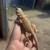 Bearded dragon 1 thumbnail