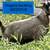 Nugora bucklings and a Nugora doeling 3 thumbnail