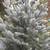 6.5' frosted SILVER TIP natural designer CHRISTMAS TREE unlit 3 thumbnail