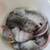 Pet Rats - Fancy coats and colors 2 thumbnail