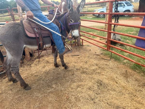 Jack donkey started under saddle 1