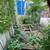 Vacant lots clean up 2 thumbnail