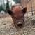 Kune Kune 1 thumbnail