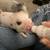 Mini pigs 2 thumbnail