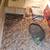 Russian tortoise 4 thumbnail