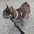 Frenchie doodle looking for forever home. 7 thumbnail