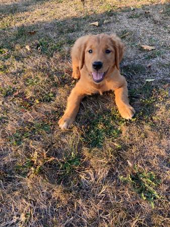 Golden retriever puppy (Tacoma)63911483531011120