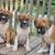 Puppies Boxer 1 thumbnail