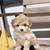 Toy Poodle 5 thumbnail