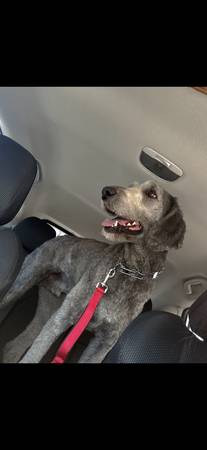 Maverick en adopción (Cheyenne)63655922356995121