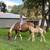 APHA Broodmare 4 thumbnail