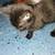 Kittens 7 thumbnail