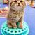 Scottish Fold & Straight Kittens –  Available 1 thumbnail