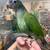 Blue headed Pionus Parrot 1 thumbnail