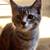 Gray tabby kitten 5 thumbnail
