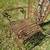 Vintage French Wrought Iron Garden Armchair  Rustic Patina. 10 thumbnail