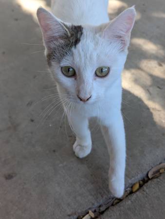 Free cat (Porterville)63963774228866120