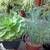 Closing Nursery low price plants Open 9-5 in Capitola 19 thumbnail