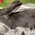 Flemish Giant/ Silver Fox Halfbreeds 3 thumbnail