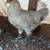 Layer pullets. 12-Different breeds. 7+egg colors. 2 thumbnail