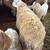 Dorper male sheep 2 thumbnail
