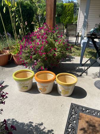 Labelled Pots for Lemon, Lime and Orange Trees 1