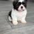 Shihtzu 2 thumbnail