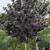Purple Leaf Plum Tree 2 thumbnail