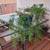 Beautiful Asparagus Fern 2 thumbnail