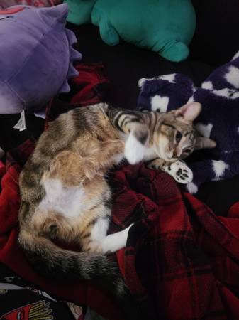 Bonded pair of cats (Sioux falls)63840149700611121