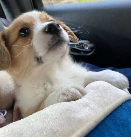 Corgis saludables (702-nine97-8052)63897788265859120