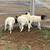 Dorper Wethers 3 thumbnail