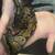 Ball python 2 thumbnail