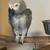 African grey 2 thumbnail
