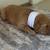 *** Golden Retriever Rehoming Fee *** 5 thumbnail