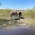 2 donkeys 3 thumbnail