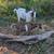 Goats/Male (fainting goats) 5 thumbnail