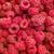 Raspberry plants 3 thumbnail