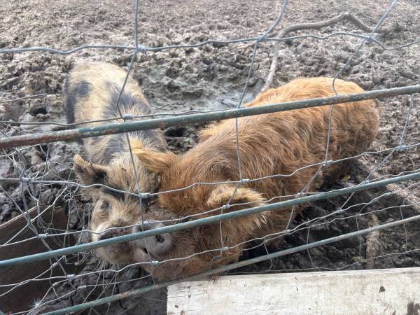 Kune kune pigs 1