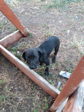 Female puppy63622370902657122