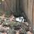 Are you missing a cat? 3 thumbnail