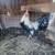 Good gamefowl,Buenos Gallos 16 thumbnail