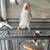 Ringnecks 9 thumbnail