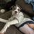 Leo brindle pit and american pitbull 2 thumbnail