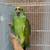 Yellow Naped Amazon 1 thumbnail