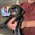 Pugs 3 thumbnail