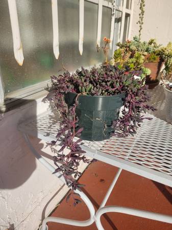 String of Rubies Plant 1