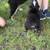 Mini Aussie Pup 10 thumbnail